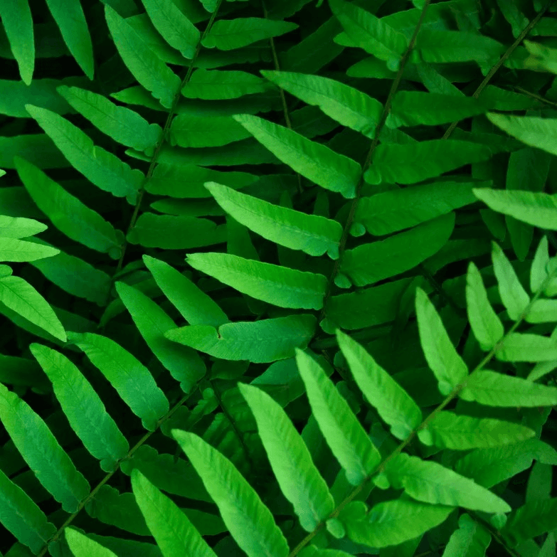 Carbon & ESG Analyst Pilot