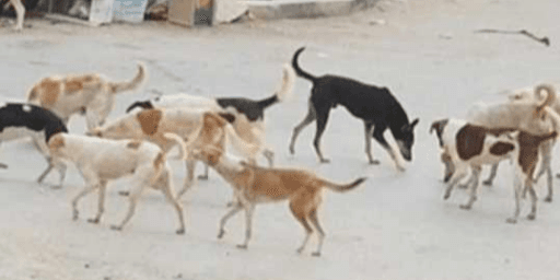الكلاب الضالة