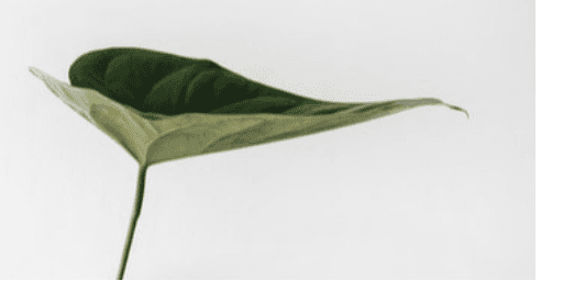 Careers in Sustainability & Impact