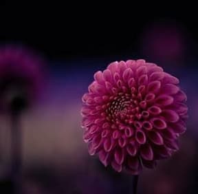 Dalia Ahmed