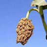 Juma Masmur