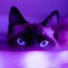 Mary Purple
